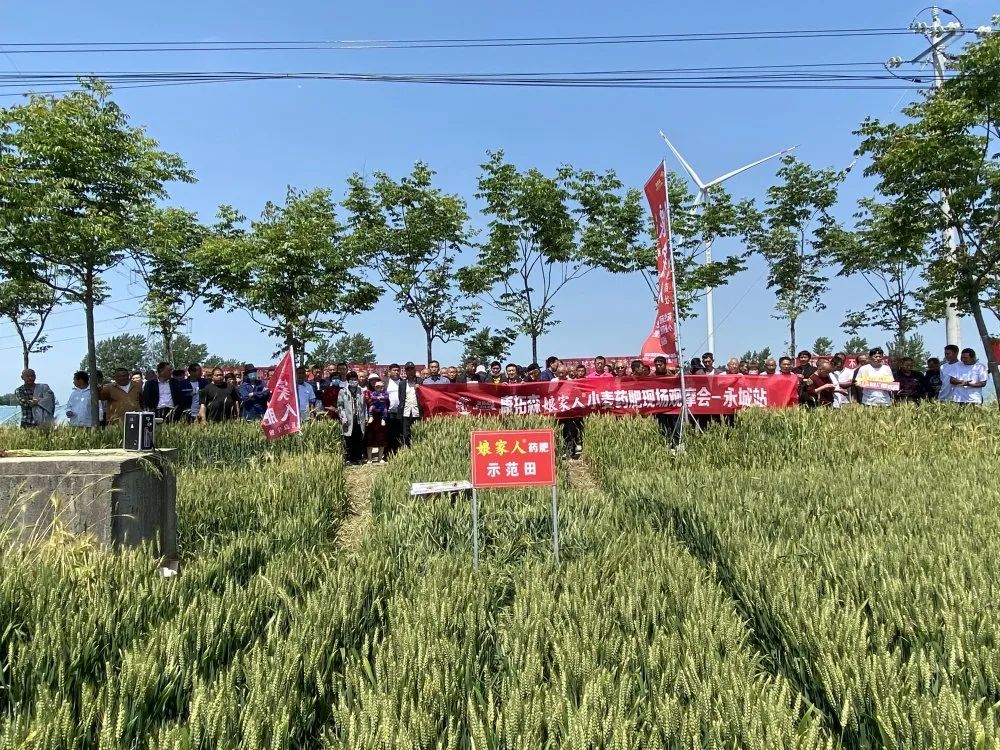 2021年康拓森永城站娘家人小麥藥肥觀(guān)摩會(huì )完滿(mǎn)結束！