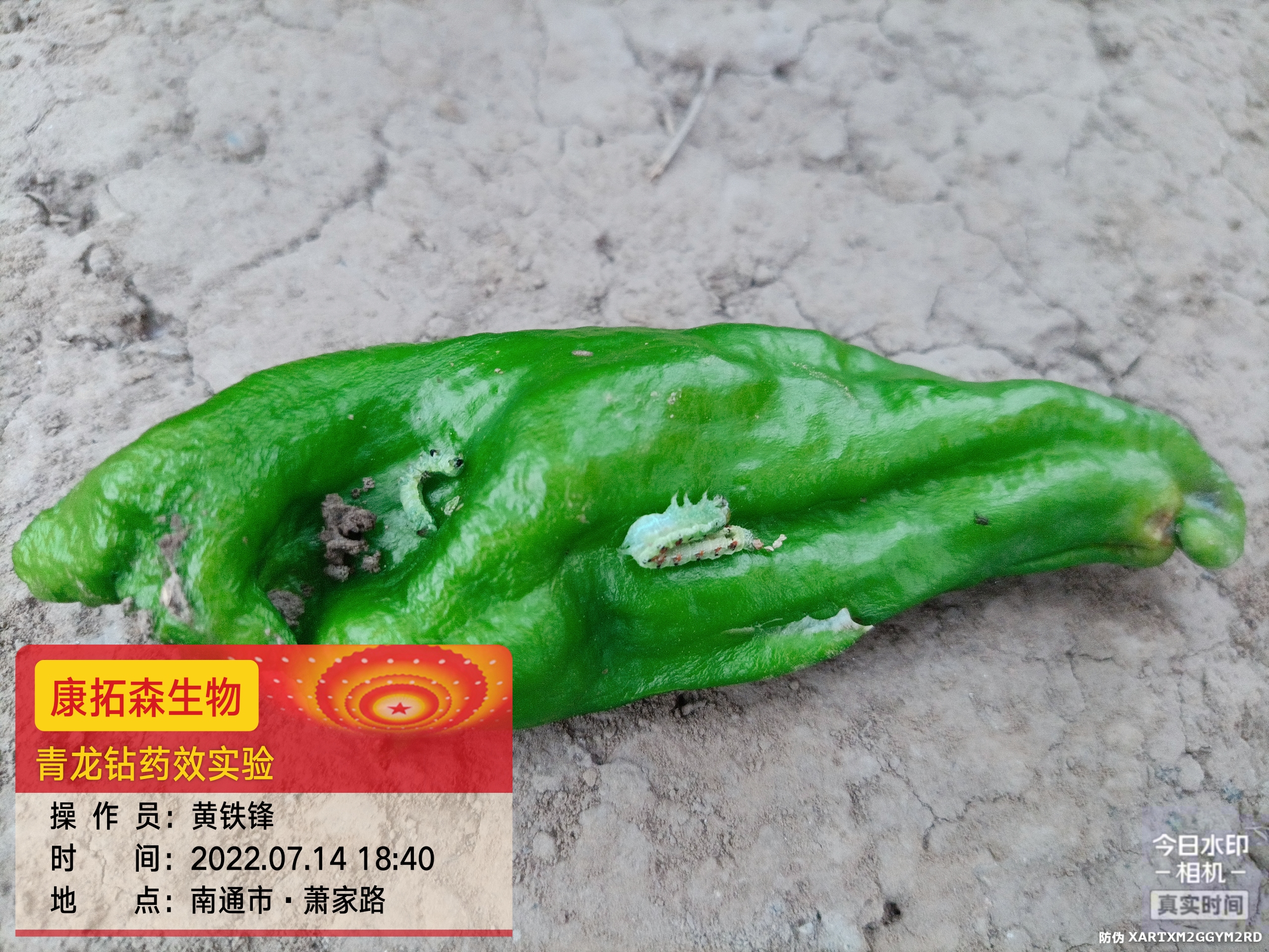 青蟲(chóng)肆虐，辣椒減產(chǎn)！青龍鉆，來(lái)救場(chǎng)！